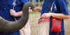 parco elefanti 1.jpg (977027 byte)