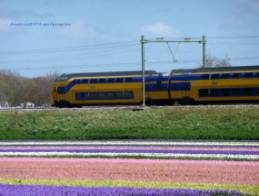 Ferrovia lungo i campi fioriti