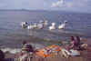 Awasa mercato pesce 2.jpg (136397 byte)