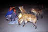 Harar pasto jene.jpg (73512 byte)