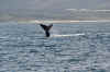 Hermanus balena.JPG (323356 byte)