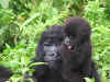 gorilla e baby.jpg (73244 byte)