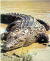 Sahara crocodile.jpg (19874 byte)