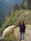 Michele e il lama a Machu Picchu.jpg (596570 byte)