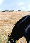Menorca, campo di margherite e casolare.jpg (59231 byte)