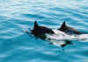 I delfini del parco nazionale Mochima, 25-01-02senza titolo4.jpg (122993 byte)