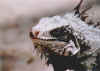 iguana di Arapo in primo piano, 25-01-02.jpg (84063 byte)