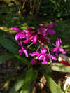 orchidea.jpg (2680353 byte)