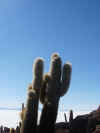 Cactus.jpg (106102 byte)