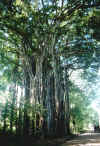 albero a Cabo Blanco, Cabuya.jpg (298846 byte)