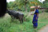 India del sud 2008 180.jpg (1420398 byte)