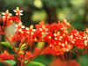 India del sud 2008 232.jpg (365771 byte)