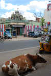 India del sud 2008 473.jpg (2390736 byte)