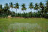 India del sud 2008 926.jpg (2483752 byte)