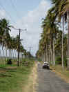 Estrada con palmeiras.JPG (1604587 byte)