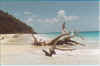 Antigua_Annaediego_spiaggia con alberi.jpg (46952 byte)