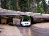 c.SequoiaNP.Tunnel Log.jpg (88403 byte)