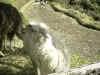 arequipa-alpaca 1.jpg (88185 byte)