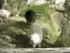 arequipa-alpaca 2.jpg (109311 byte)