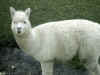 arequipa-alpaca 3.jpg (76663 byte)