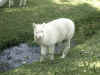 arequipa-alpaca 4.jpg (97495 byte)