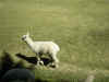 arequipa-alpaca 6.jpg (79077 byte)