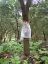 PICT8215.jpg (307407 byte)