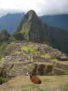 Lama a Machu Picchu.jpg (1546340 byte)
