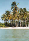 Cayo Sal, palme Parque nacional Morrocoy, 16-02-02.jpg (150881 byte)