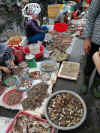mercato del pesce di Dong Hoi.jpg (4784819 byte)